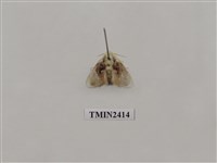 藏品(基褐刺蛾)的圖片